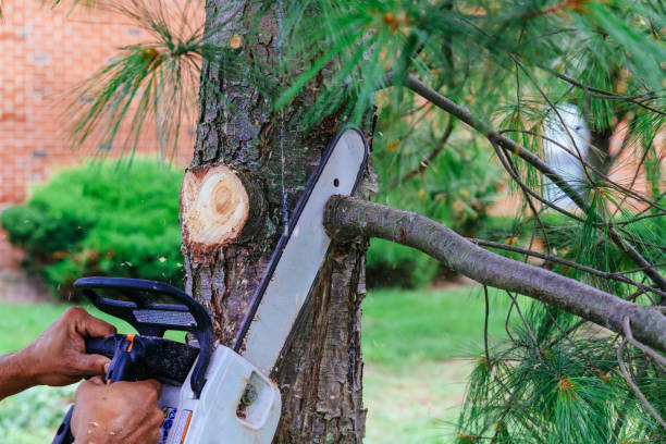 Best Hazardous Tree Removal  in California, PA